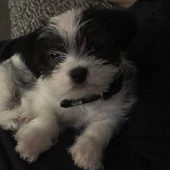 Meet your Posher, Christina - Picture 1 of 1